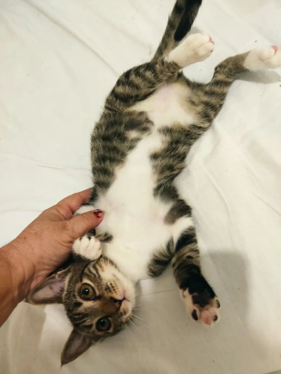 Gatinho de 2 meses para adoção - Foto 3
