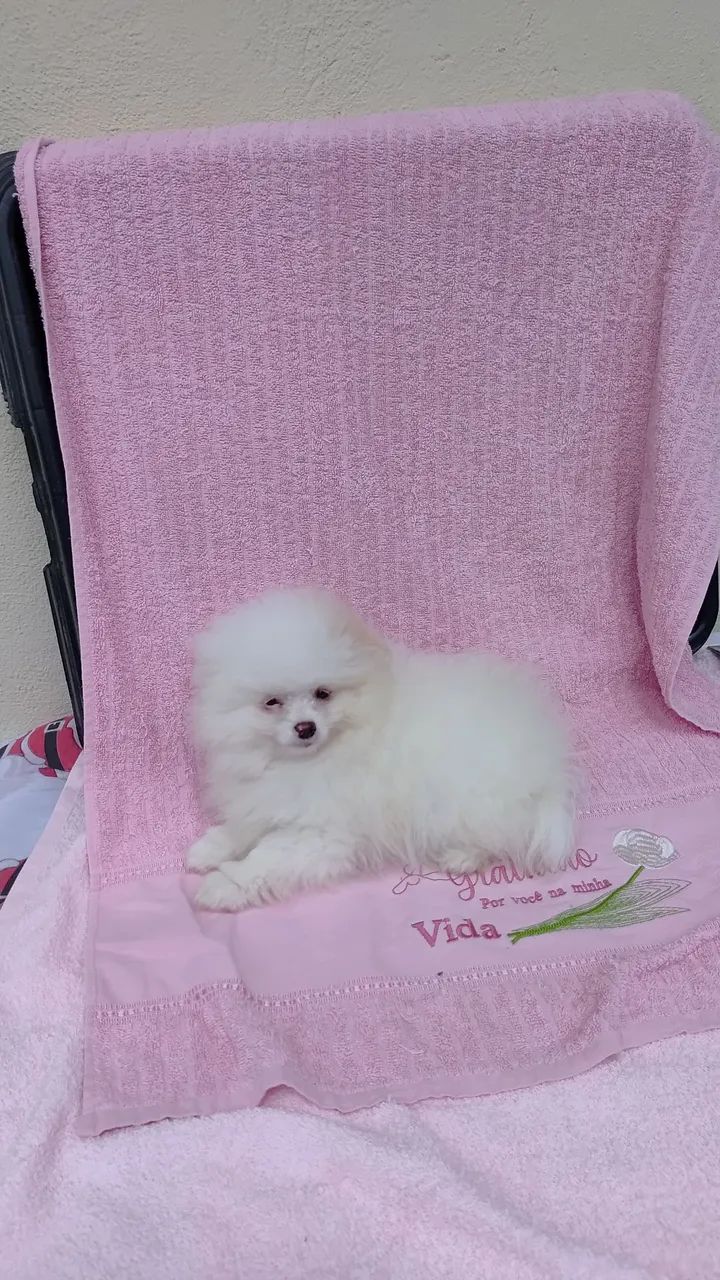 Cachorro lulu 