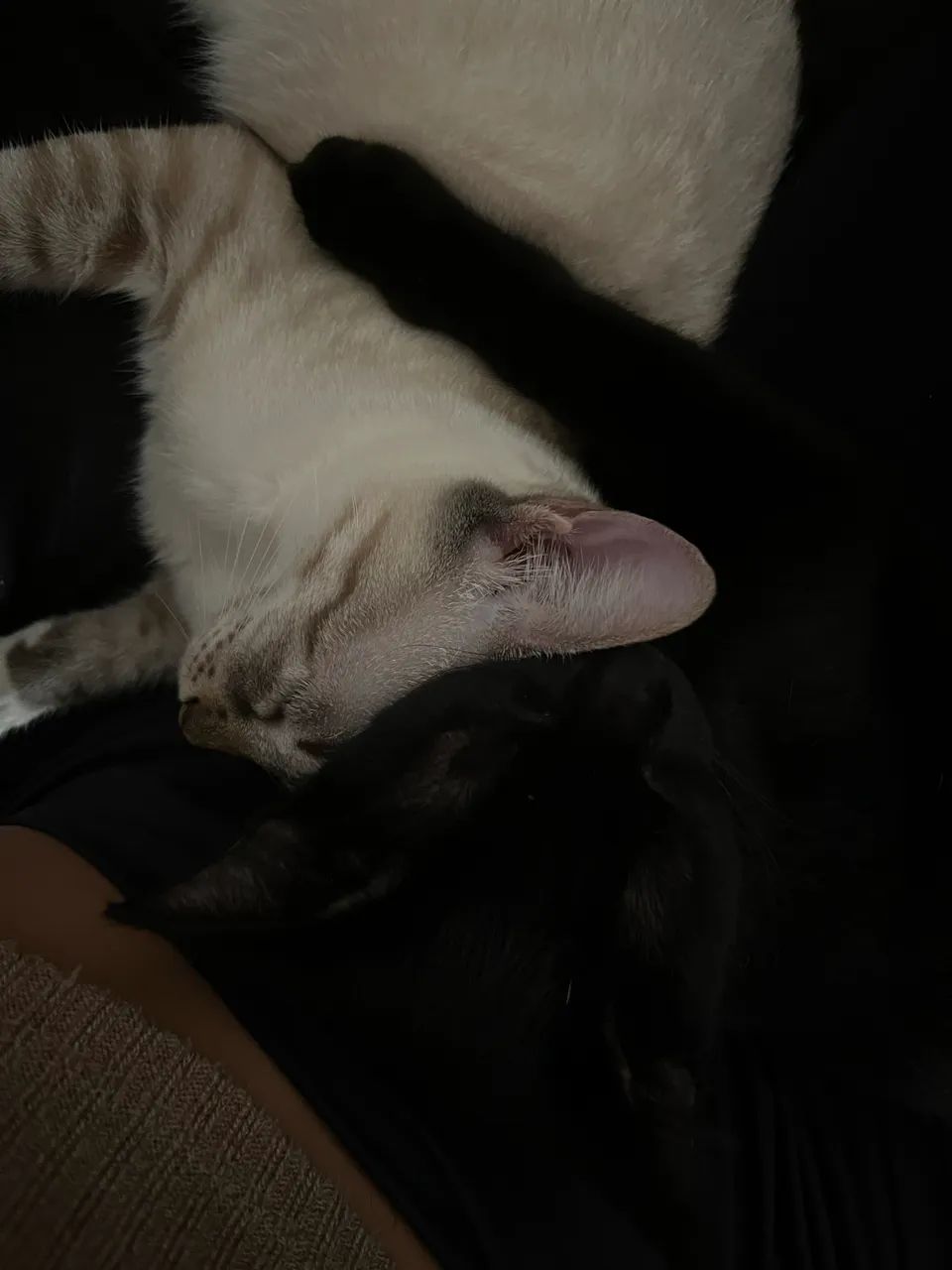 Doação de gatinhas 