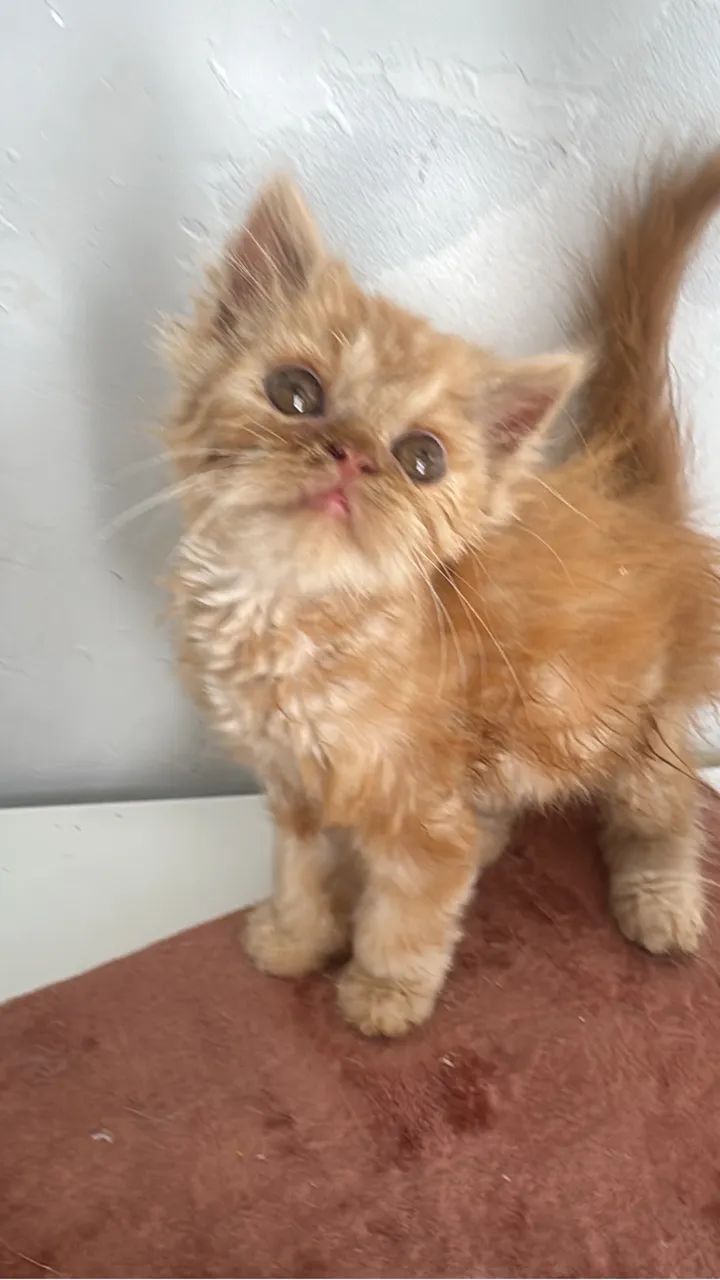 Persa Garfield 
