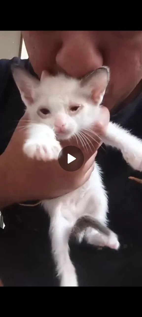 Gatinho para adoção responsavel