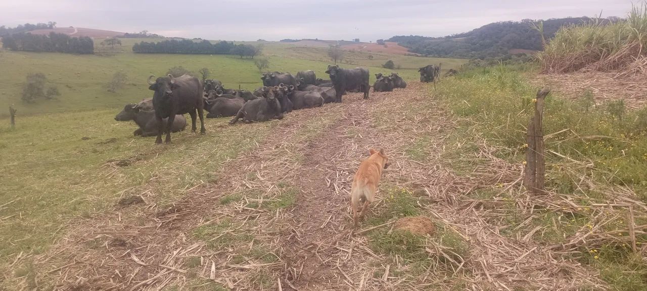 Vacas bufalas