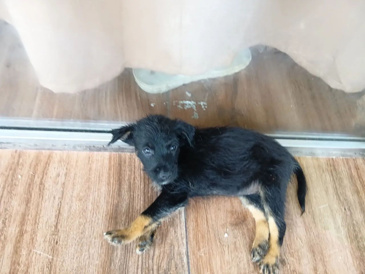 Doação de cachorro  - Foto 4