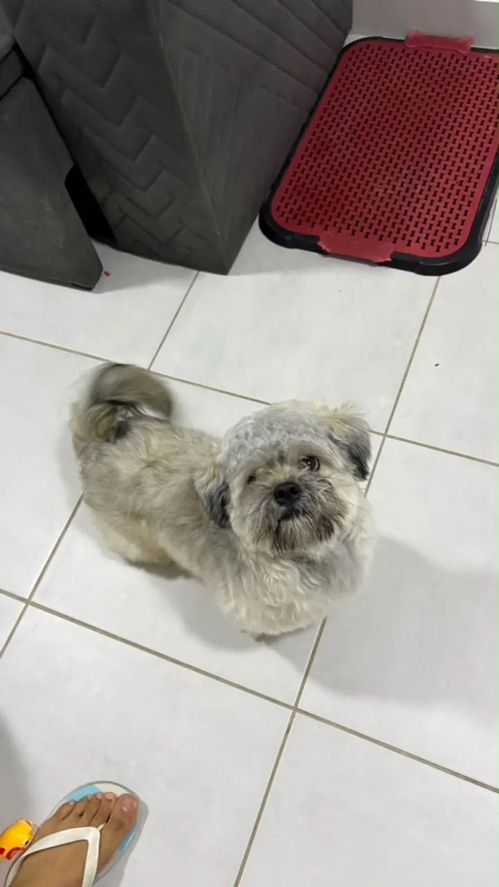 Dois filhotes de Lasha Apso - Foto 3