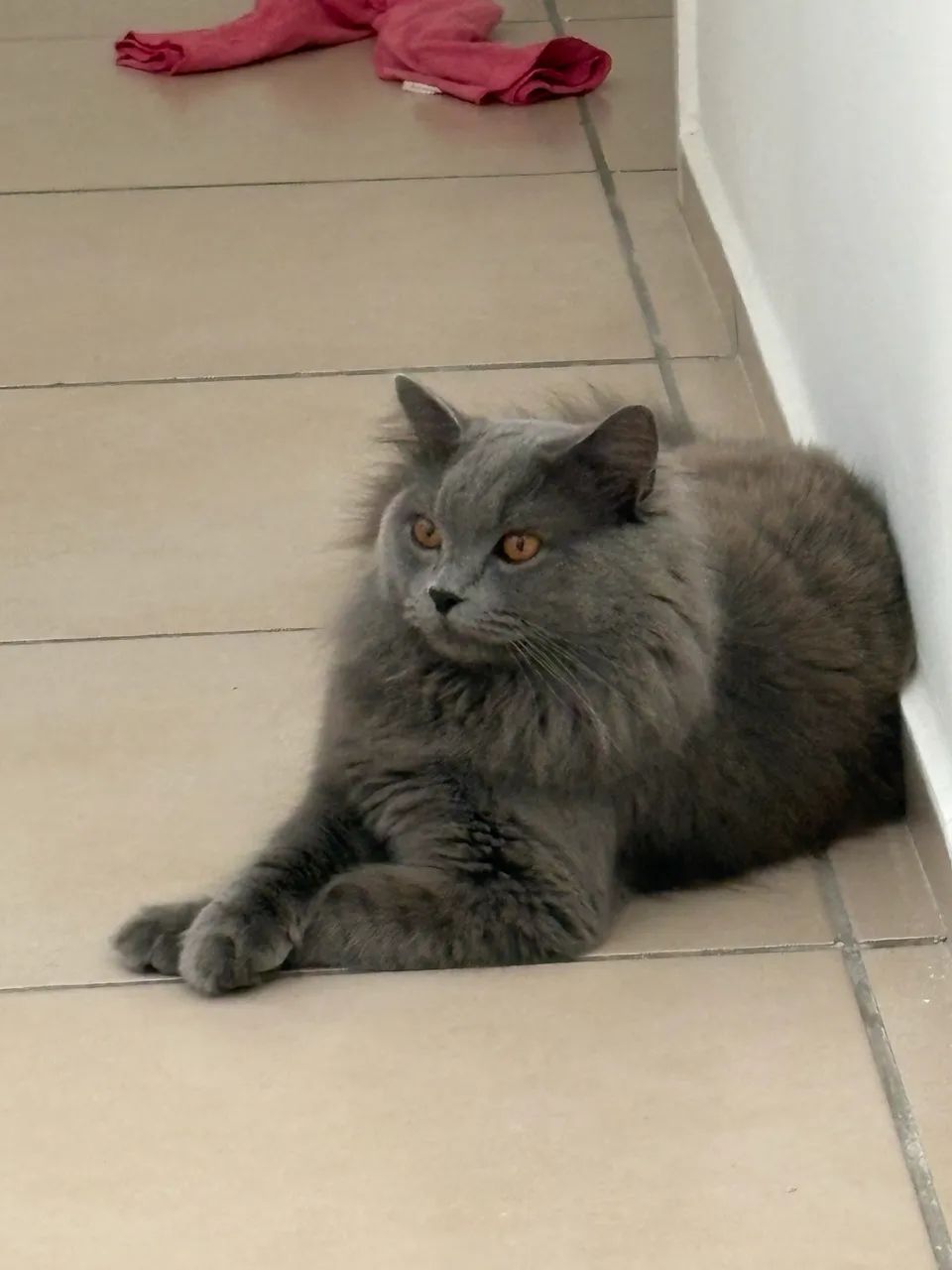 Adoção de gatinho  - Foto 2