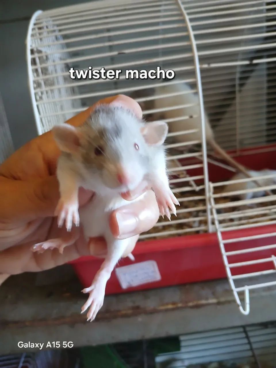 Rato twister nascido dia 26/07/2026 - Foto 5