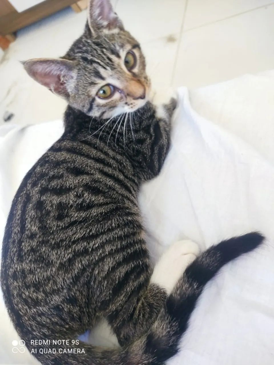 Gatinho de 2 meses para adoção - Foto 2