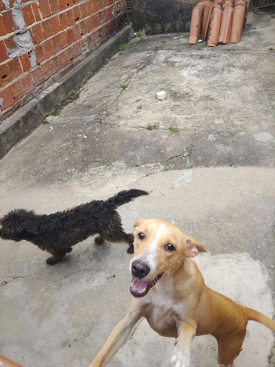 Estou doando  - Foto 3