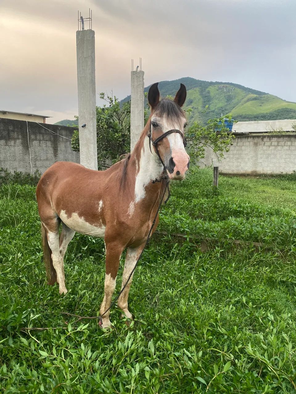 Cavalo - Marcha Picada  - Foto 2