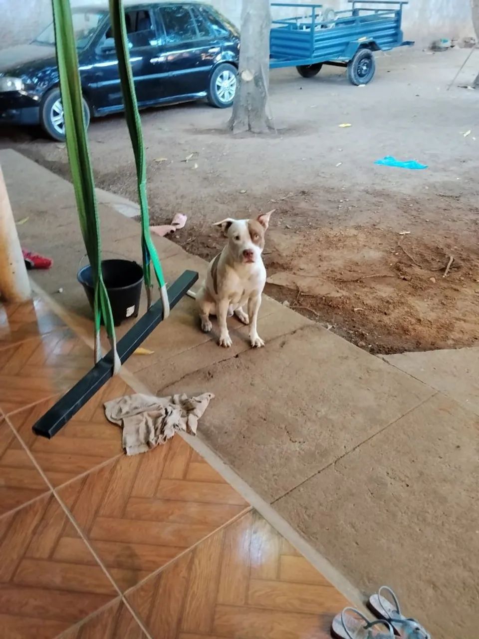 Cachorro  - Foto 5
