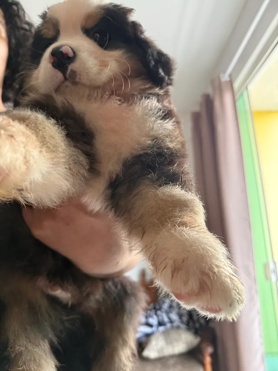 Bernese Montain dog  - Foto 5