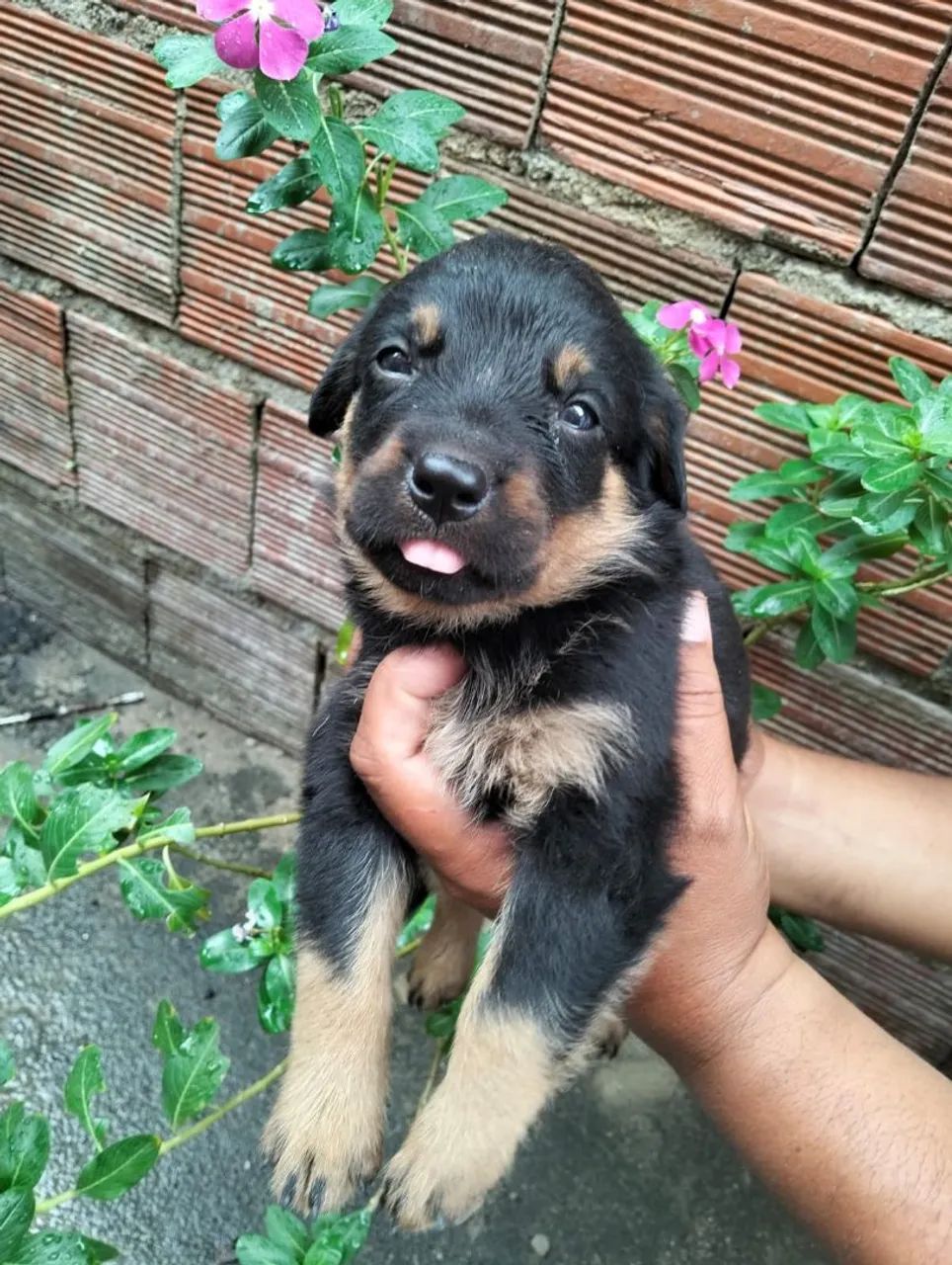 Rottweiler filhote 