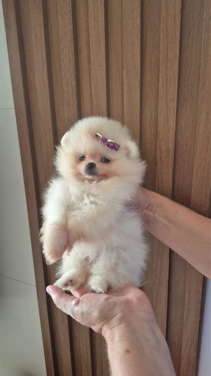 Lulu da pomerânia fêmea!!! Entrega após carnaval. - Foto 2
