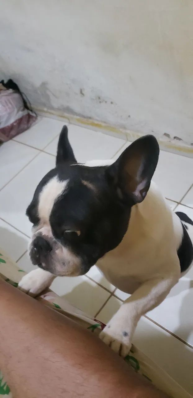 Budoog francês macho 950