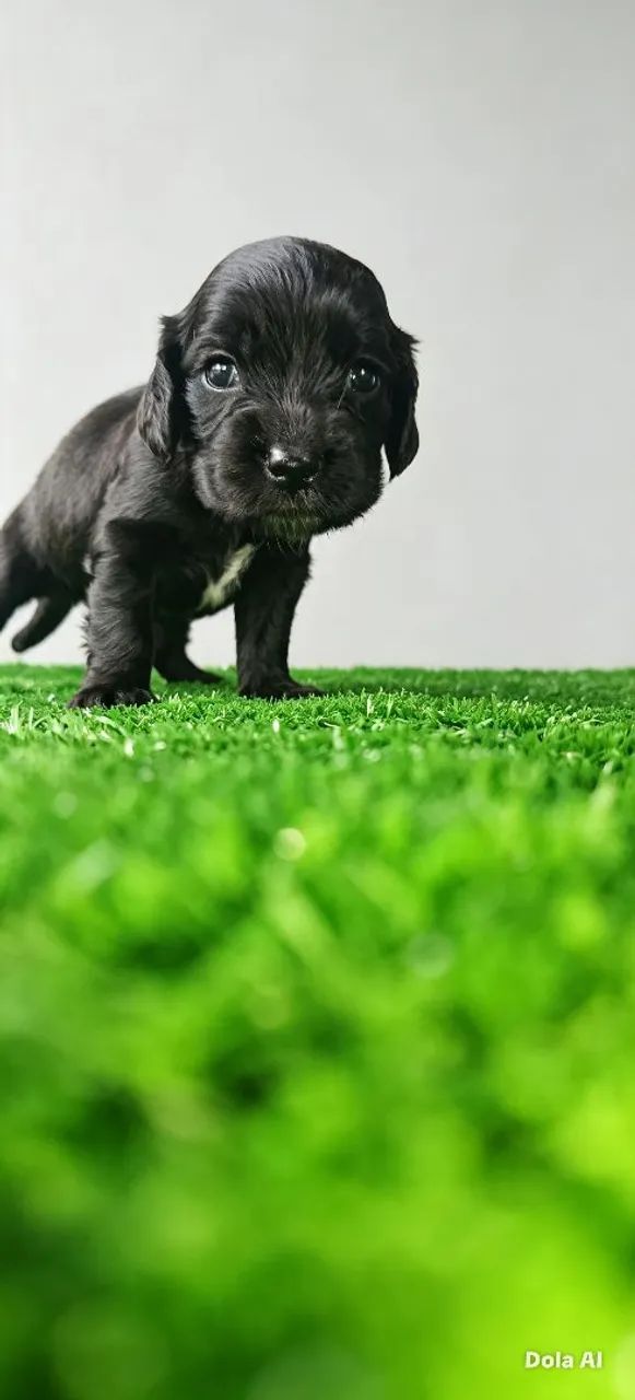 Cocker Spaniel Inglês  - Foto 4