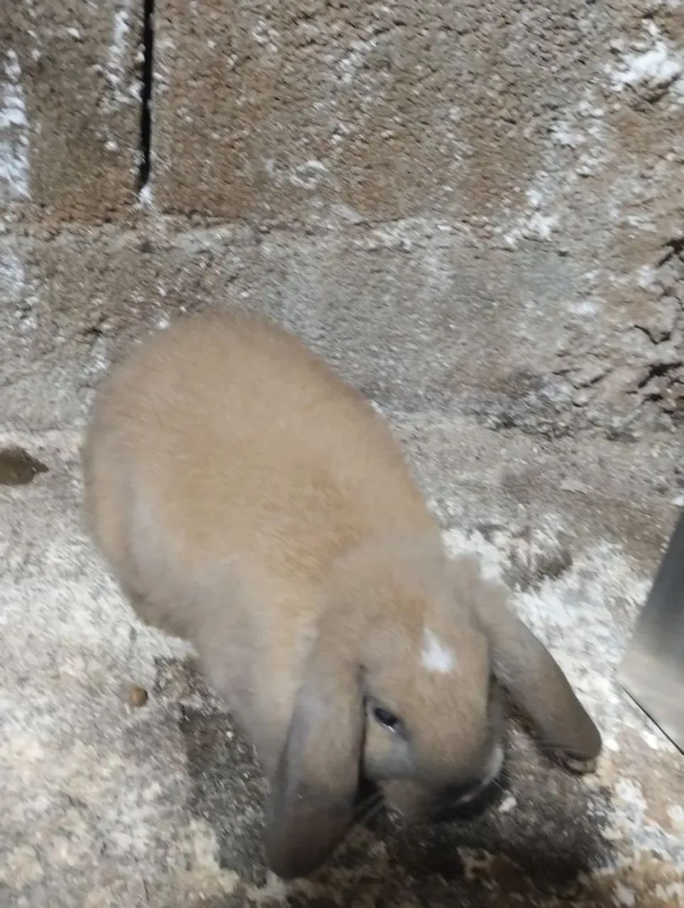 Coelhos - Foto 5