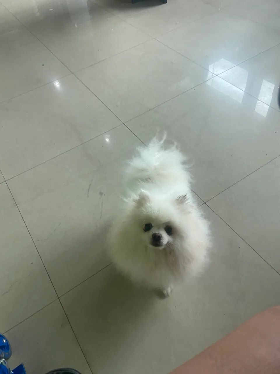 Cachorro - Foto 2