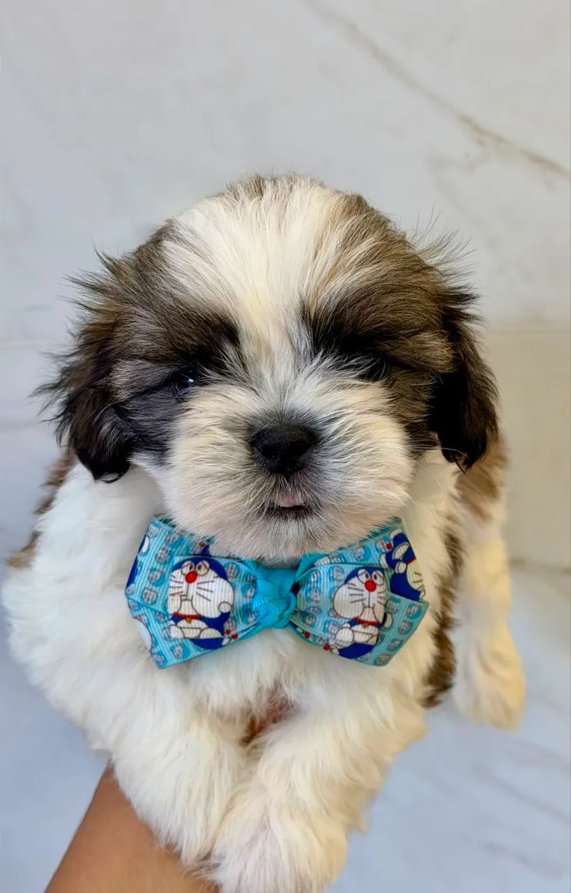 Cachorro shihtzu  - Foto 2