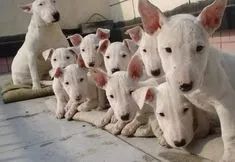 Bull terrier