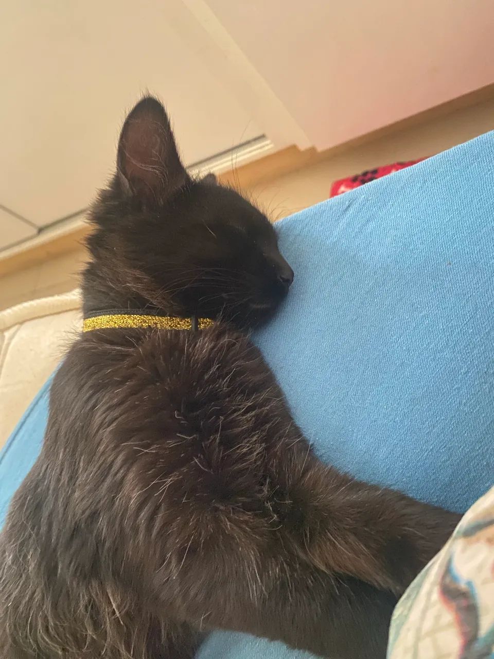 Adoção responsável 3 gatinhos  - Foto 2