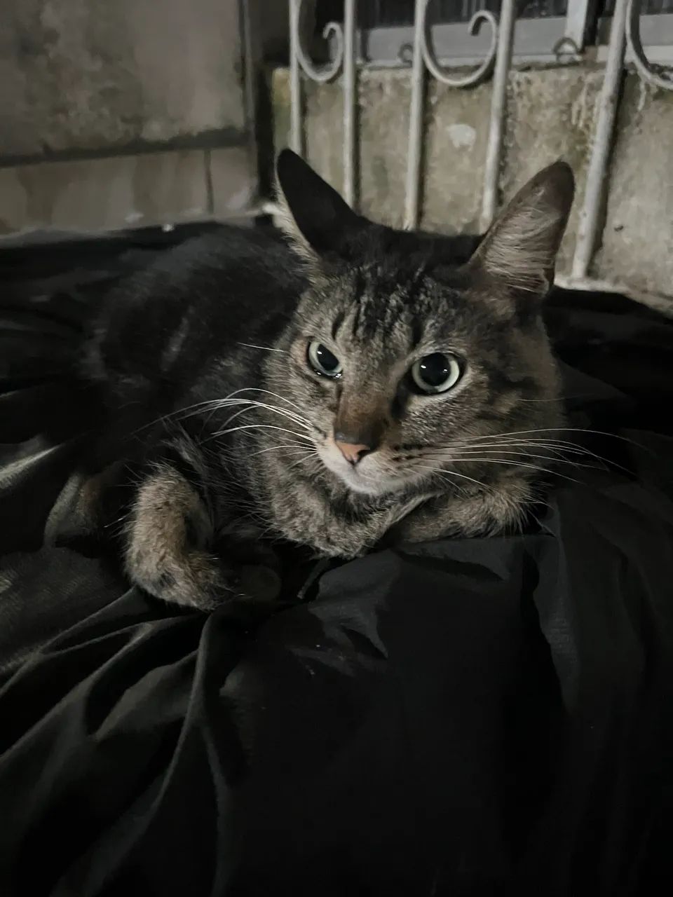 Gato para doação  - Foto 2