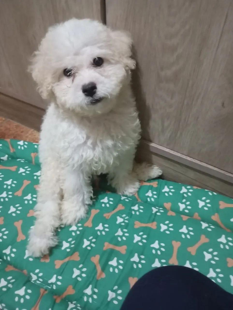 Poodle "Chico" (Com Acessórios) - Foto 2