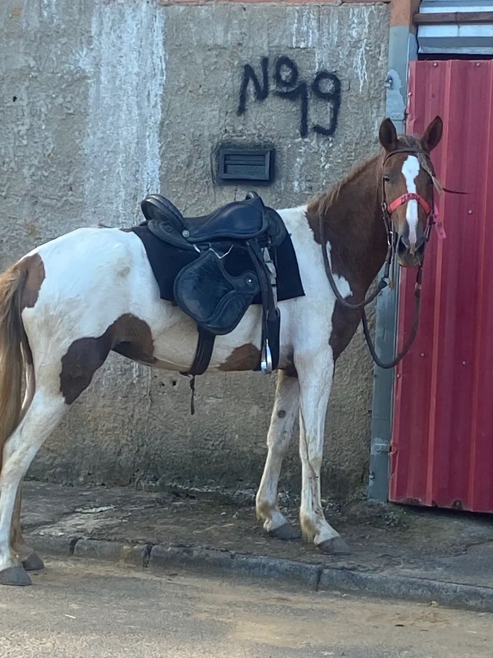 Vende-se égua pampa
