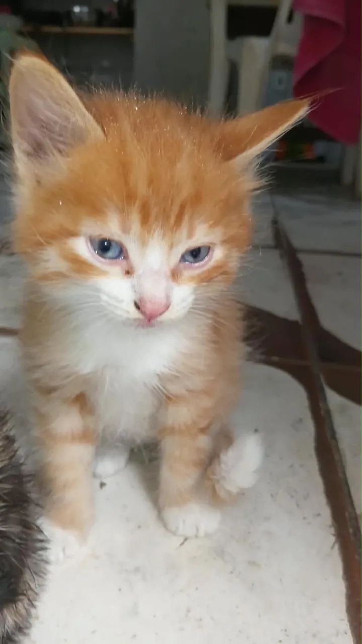 Gato pra doação 
