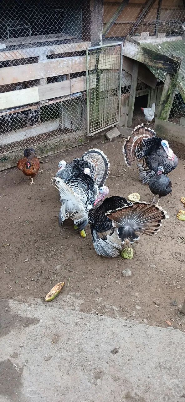 MACHO DE PERU . - Foto 2