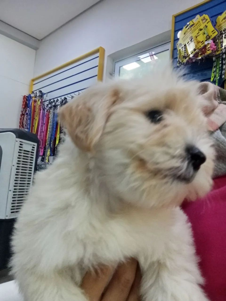 Poodle - Foto 3