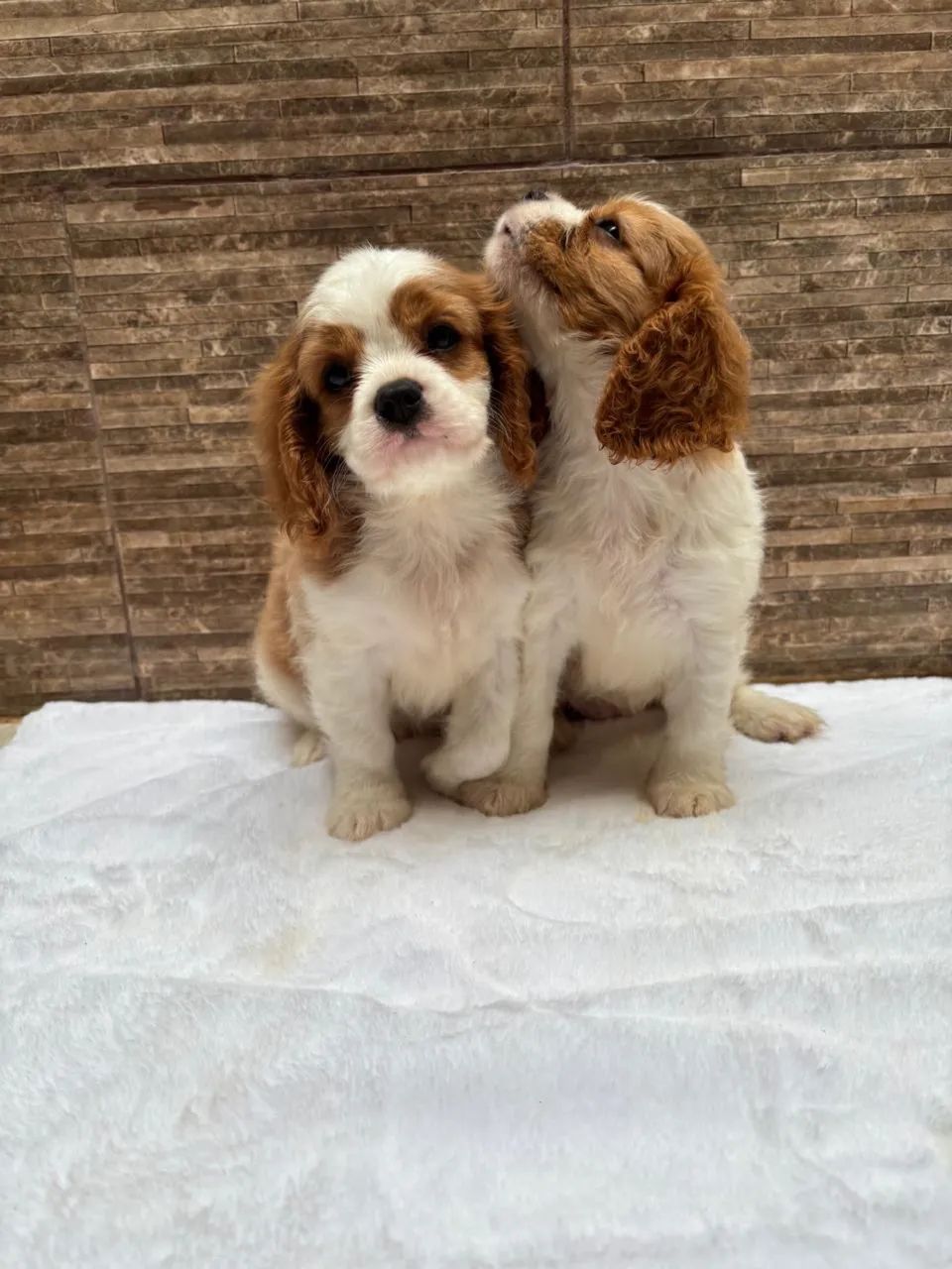 Cavalier legítimo pedigree cbkc  - Foto 3