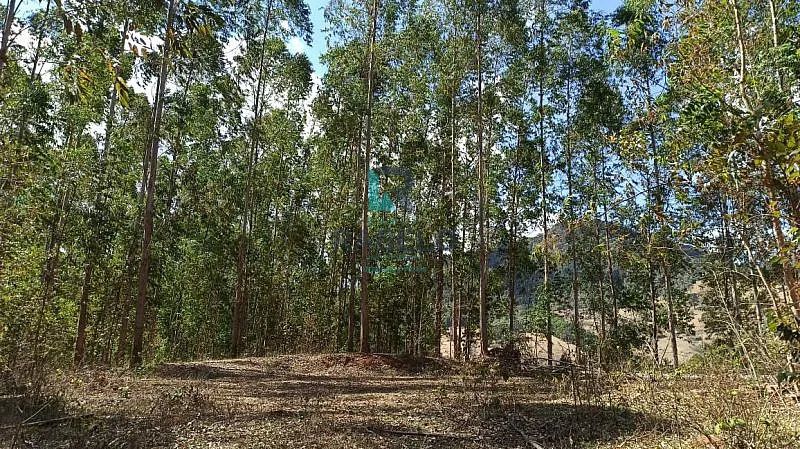 SÍTIO COM EXCELENTE TOPOGRAFIA EM MARMELÓPOLIS-MG - Foto 4