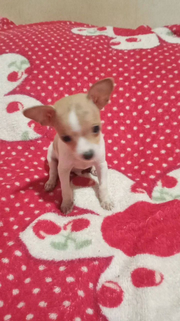 Pinscher zero  - Foto 5