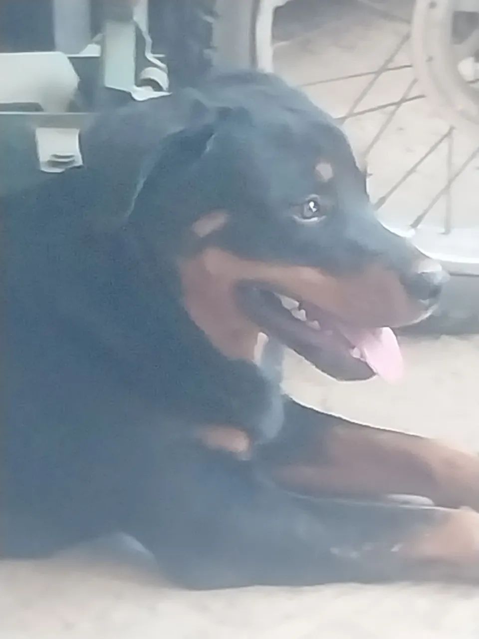 Rottweiler 9meses - Foto 2