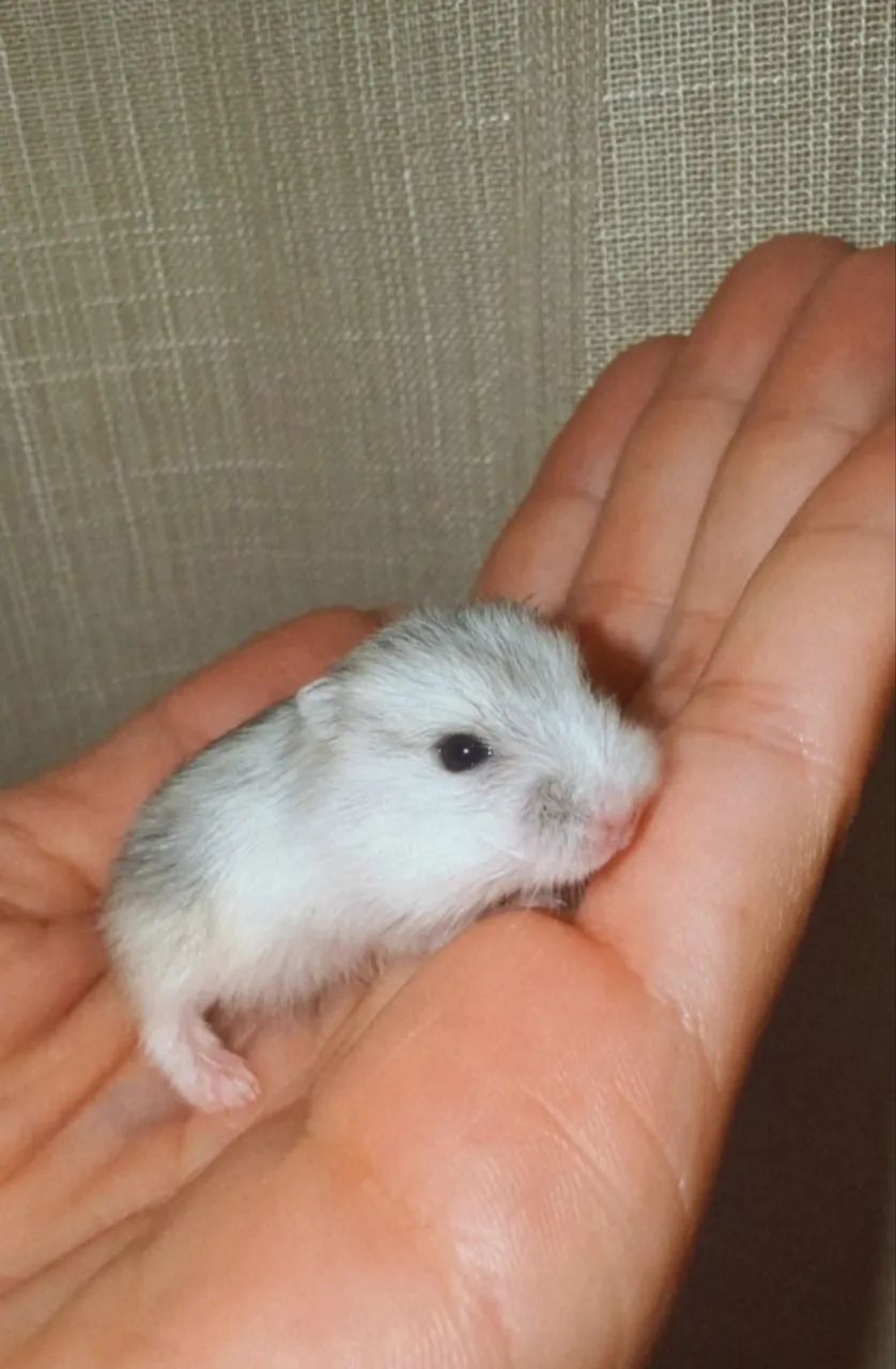 Filhotes de hamster Anão russo  - Foto 3