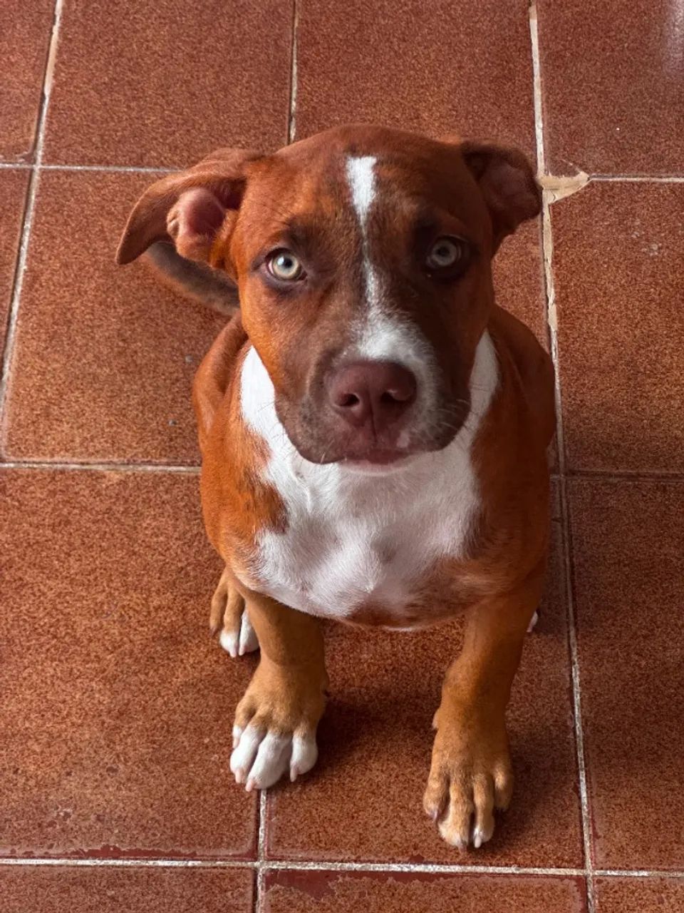 Cachorro Pitibul  - Foto 2