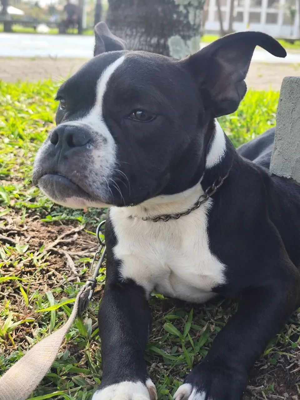 American Bully - Foto 3