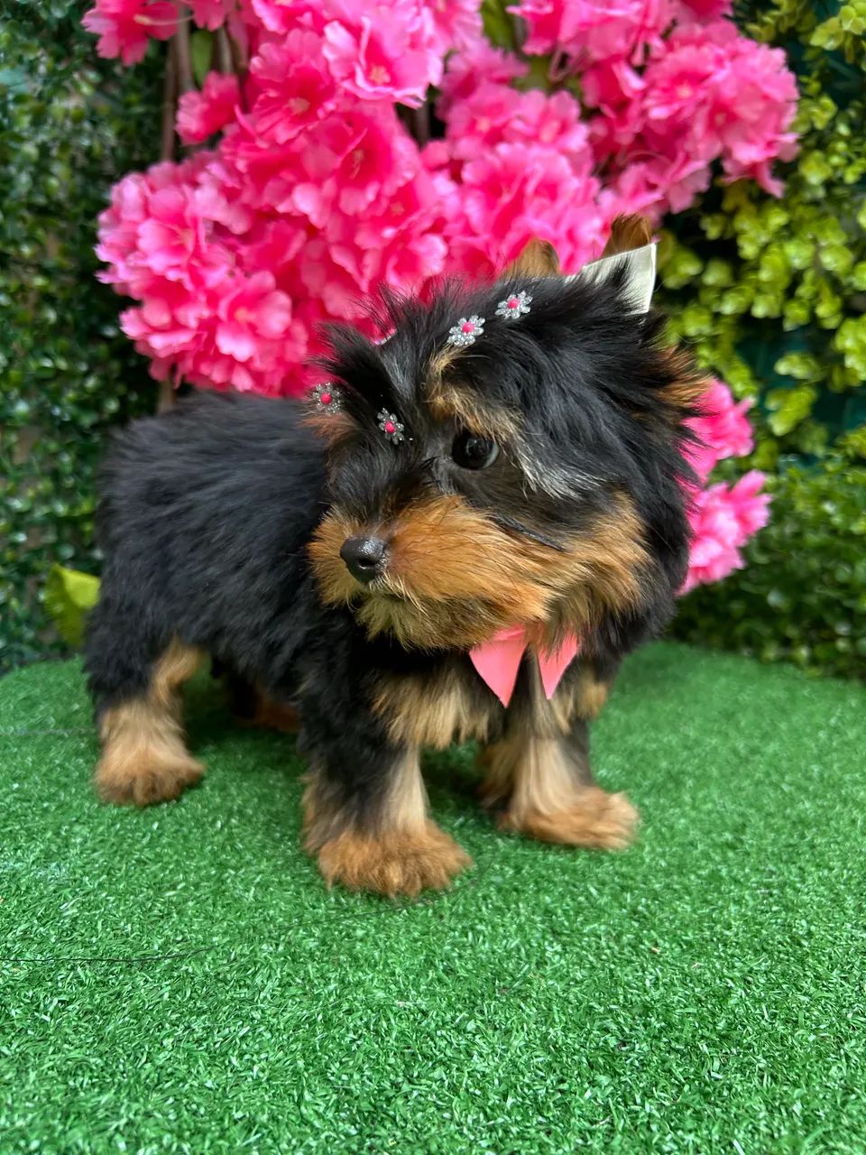 Yorshire Terrier  - Foto 5