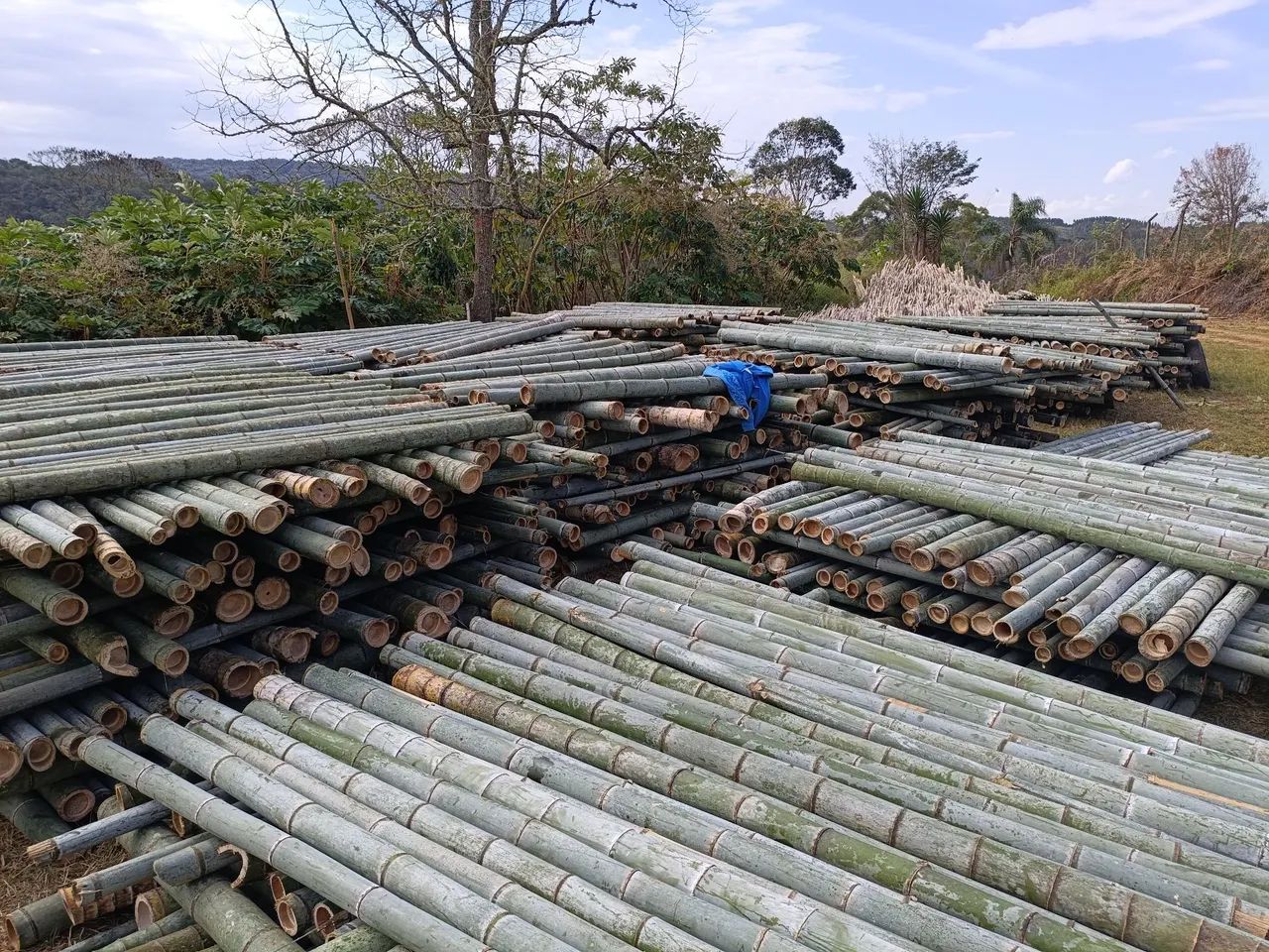 Vende-palanque .(Bambu chinês)