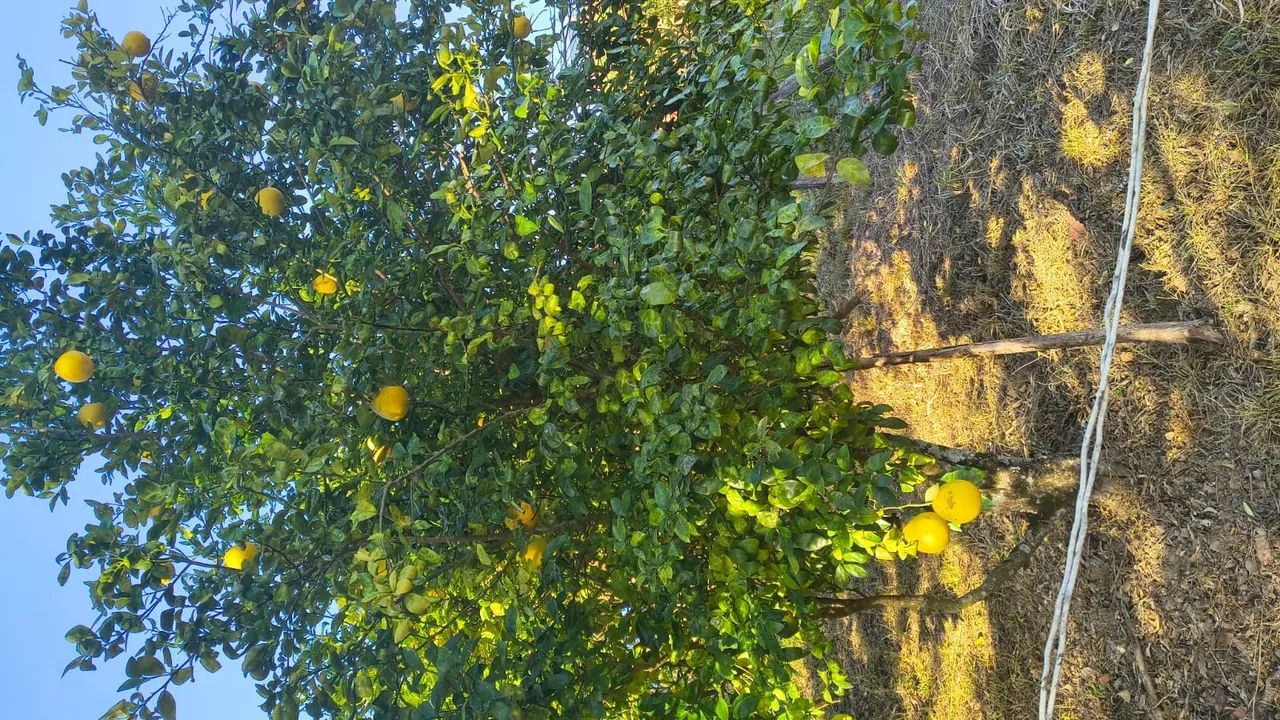 Vende-se um sítio em torre de pedra  - Foto 4