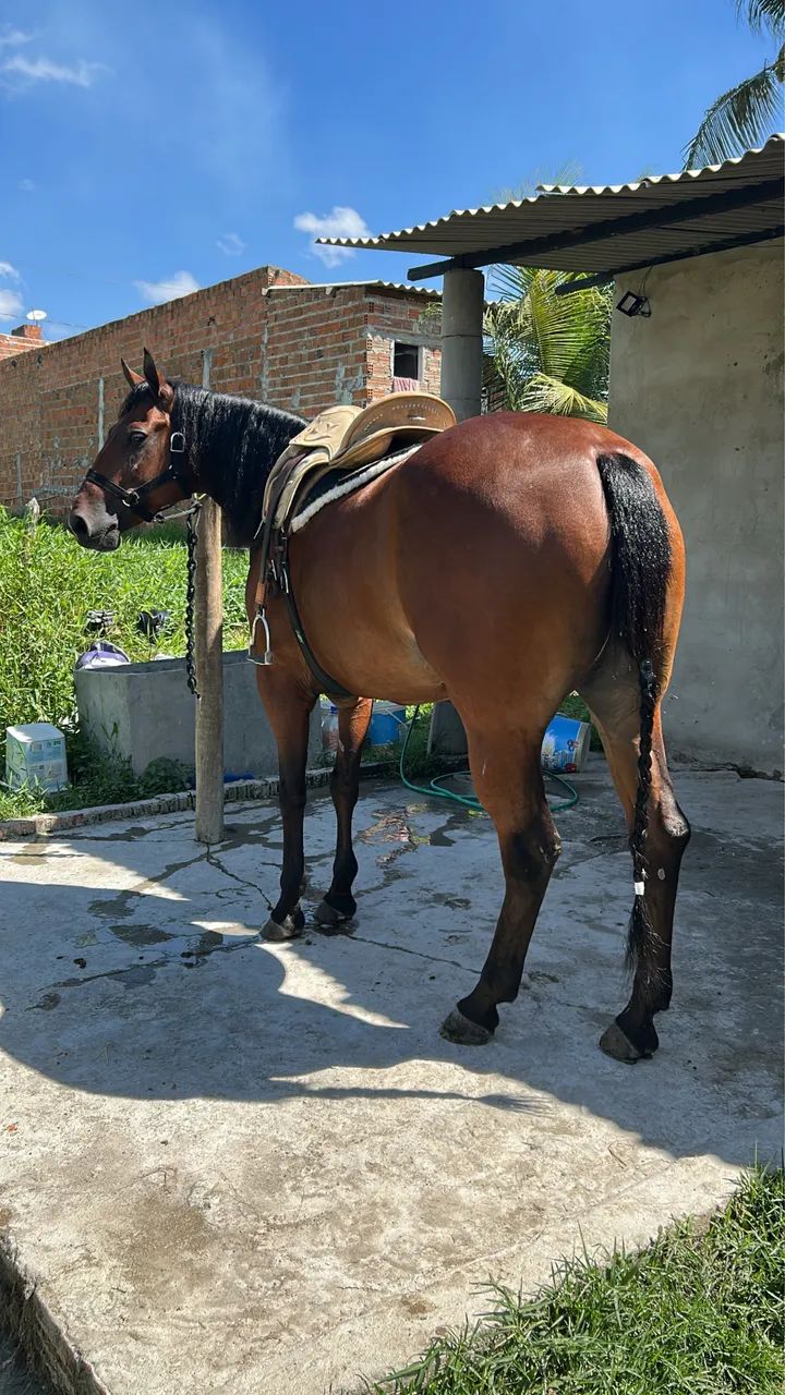 ? POTRA QM DISPONíVEL?    - Foto 3