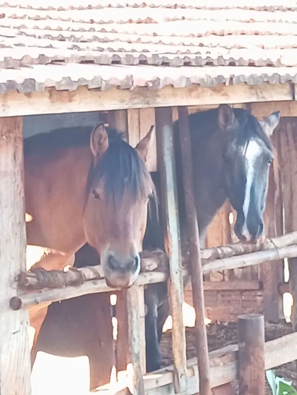 Cavalo crioulo - Foto 6
