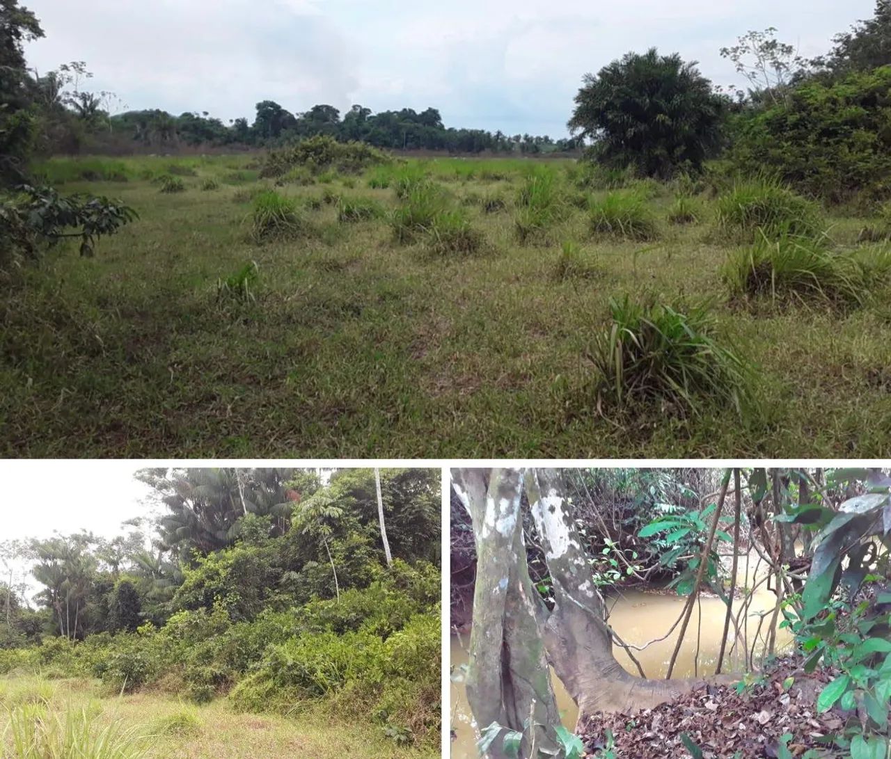 Fazenda de 14 alqueires com Teca 