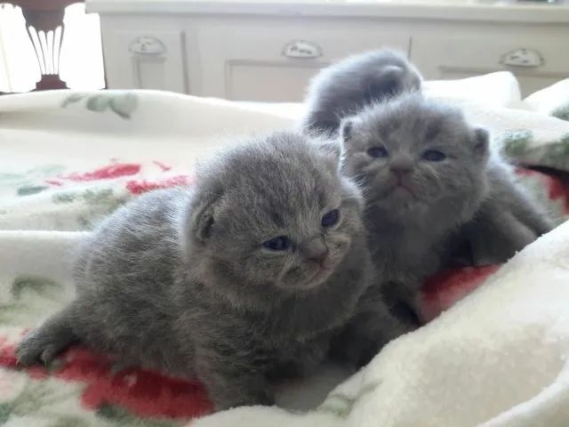 Scottish fold - lindos filhotes 