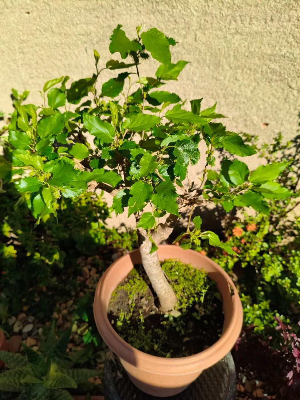 Bonsai de amora  - Foto 3