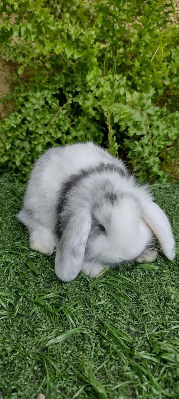 Mini Lop Uruguaio  - Foto 2
