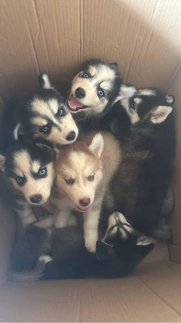 Husky Siberiano - Cachorros - Planalto, Manaus 1467211290 | OLX