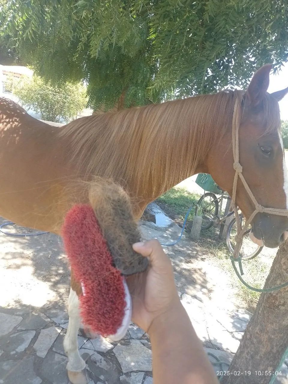 Cavalo Quarto de Milha  - Vaquejada - Foto 6