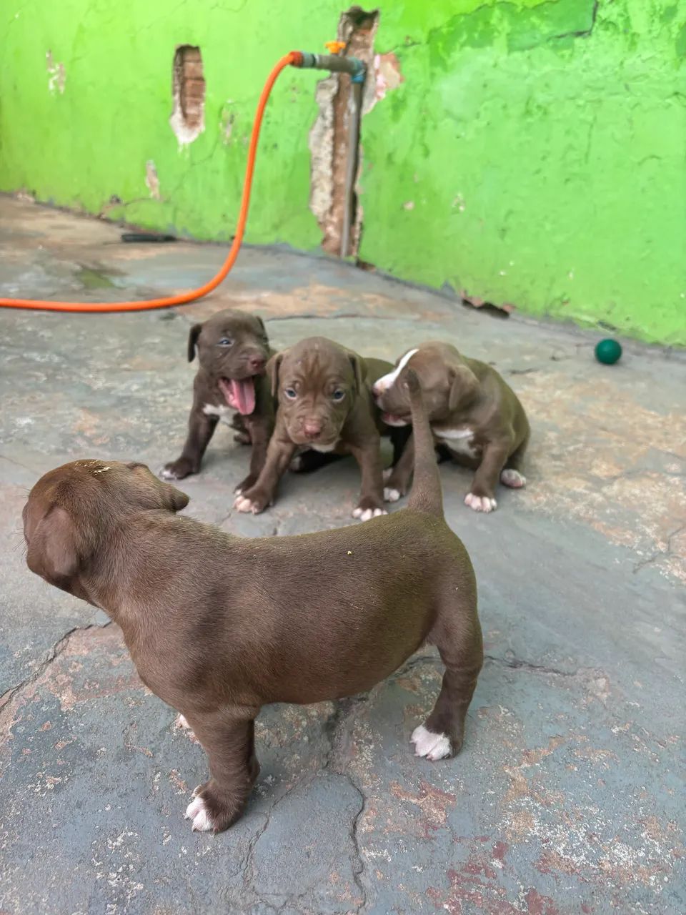 Filhotes de Pitbull  - Foto 4
