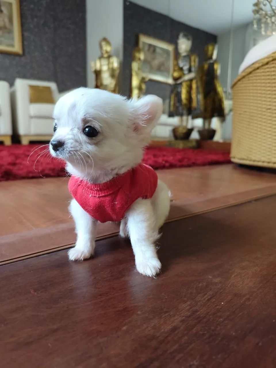 Chihuahua de pêlo longo - Foto 4